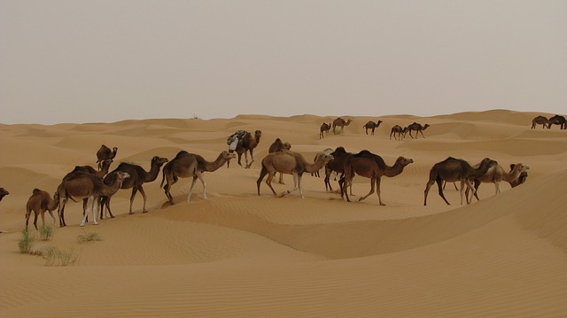 velbloudi na poušti